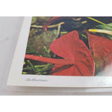 Vintage 70s Hawaiian Photo Souvenir laminated Place Mats Polynesian Anthuriums